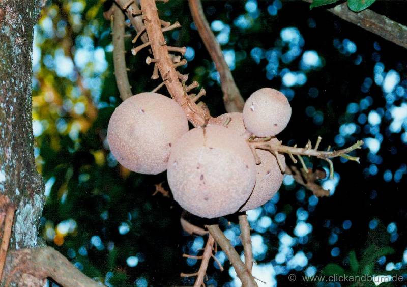 Botanischer Garten 13 